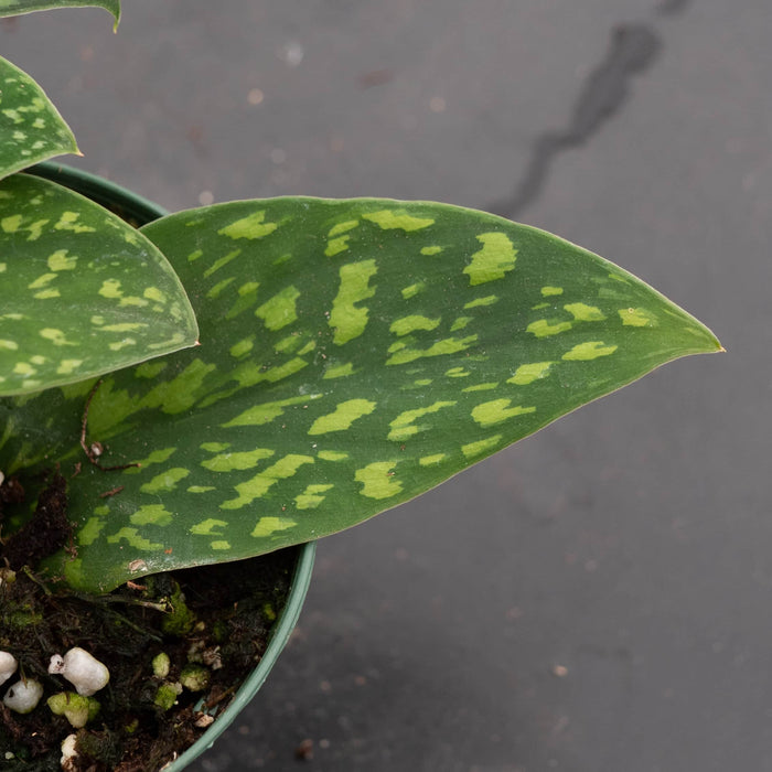 Gabriella Plants Scindapsus 3" Scindapsus pictus Hassk