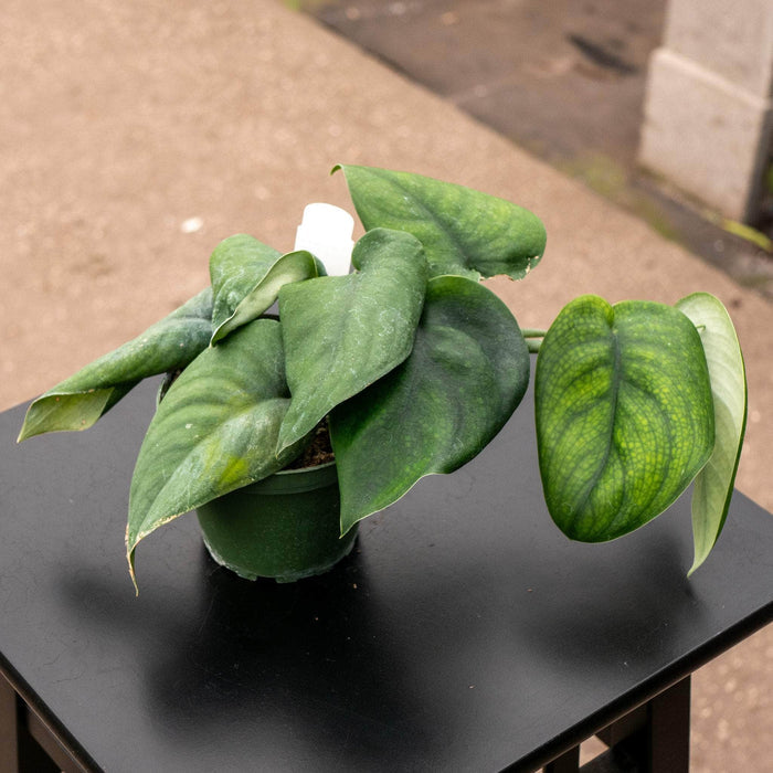Gabriella Plants Scindapsus 4" Scindapsus pictus 'Jade Satin'