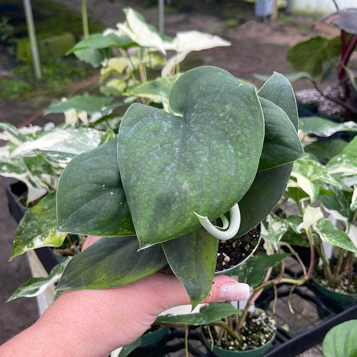 Gabriella Plants Scindapsus 3" Scindapsus pictus 'Jade Satin'