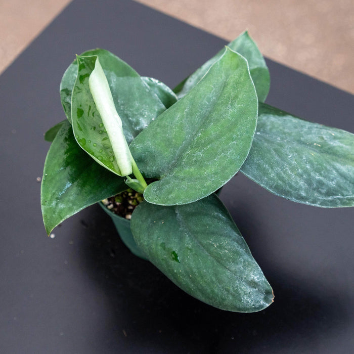 Gabriella Plants Scindapsus Scindapsus pictus 'Jade Satin'