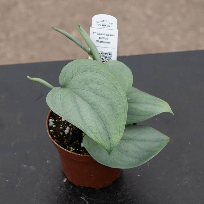 Gabriella Plants Scindapsus 3" Scindapsus pictus 'Platinum‘