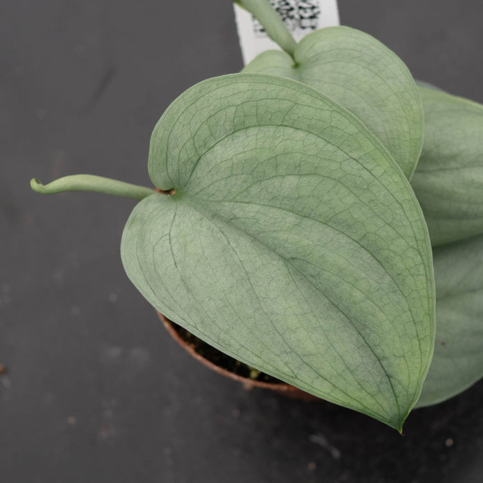 Gabriella Plants Scindapsus 3" Scindapsus pictus 'Platinum‘