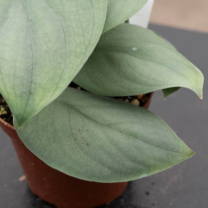 Gabriella Plants Scindapsus 3" Scindapsus pictus 'Platinum‘
