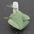 Gabriella Plants Scindapsus 3" Scindapsus pictus 'Platinum‘