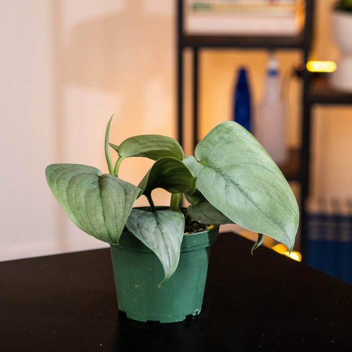 Gabriella Plants Scindapsus 3" Scindapsus pictus 'Platinum‘