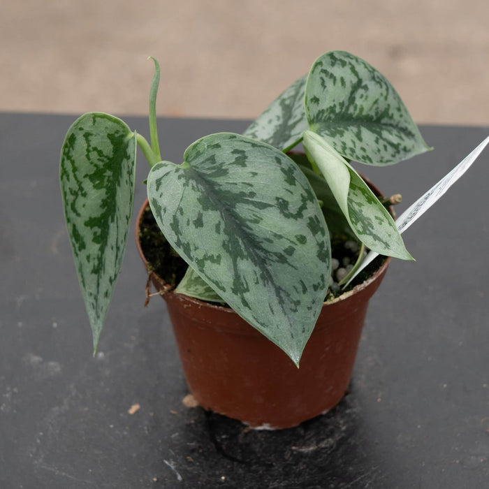 Gabriella Plants Scindapsus Scindapsus pictus 'Silver Lady'