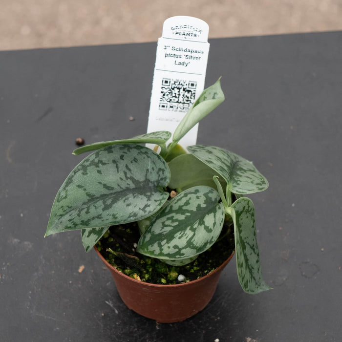 Gabriella Plants Scindapsus 3" Scindapsus pictus 'Silver Lady'
