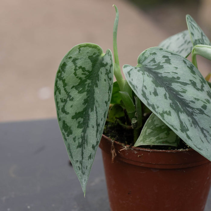 Gabriella Plants Scindapsus Scindapsus pictus 'Silver Lady'