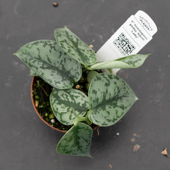 Gabriella Plants Scindapsus Scindapsus pictus 'Silver Lady'