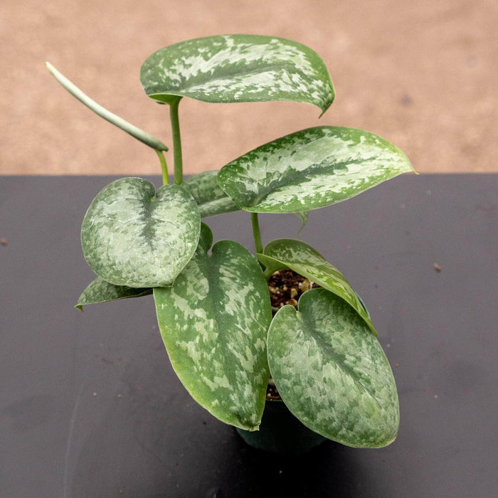 Gabriella Plants Scindapsus 3" Scindapsus pictus 'Silver Splash'