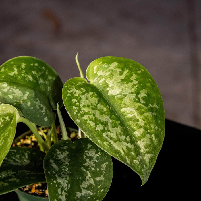 Gabriella Plants Scindapsus 3" Scindapsus pictus 'Silver Splash'