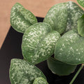 Gabriella Plants Scindapsus 4" Scindapsus pictus 'Silver Splash'