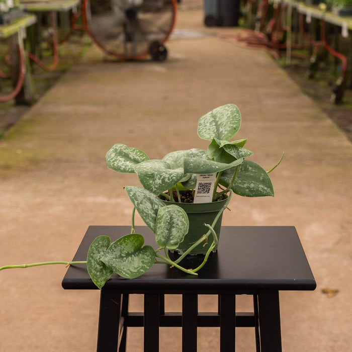 Gabriella Plants Scindapsus Scindapsus pictus 'Silver Splash'