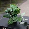 Gabriella Plants Scindapsus 4" Scindapsus pictus 'Silvery Ann'