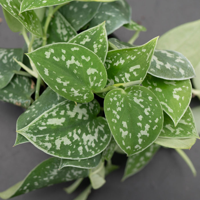 Gabriella Plants Scindapsus Scindapsus pictus 'Silvery Ann'