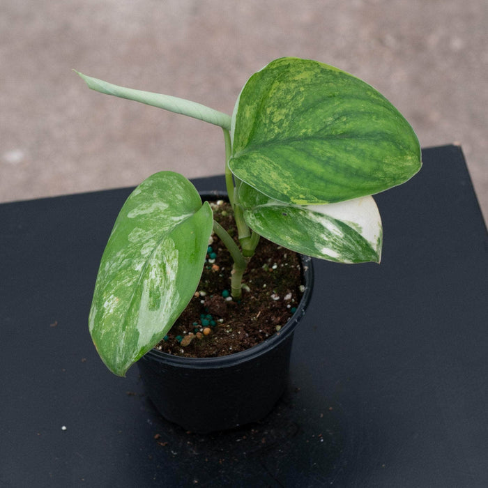 Gabriella Plants Scindapsus 4" Scindapsus pictus variegated 'Jade Satin'