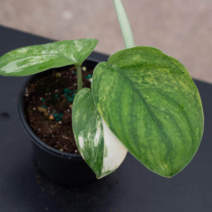 Gabriella Plants Scindapsus 4" Scindapsus pictus variegated 'Jade Satin'