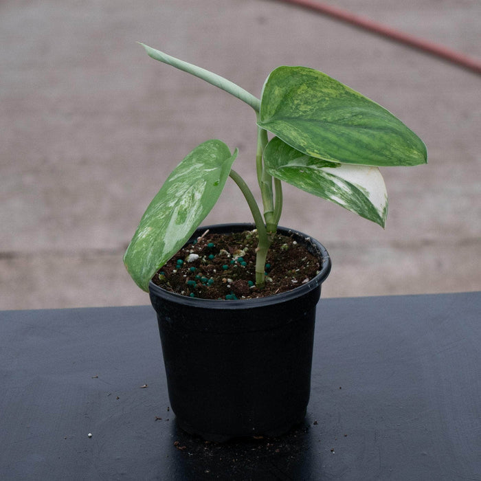 Gabriella Plants Scindapsus 4" Scindapsus pictus variegated 'Jade Satin'