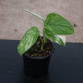 Gabriella Plants Scindapsus 4" Scindapsus pictus variegated 'Jade Satin'