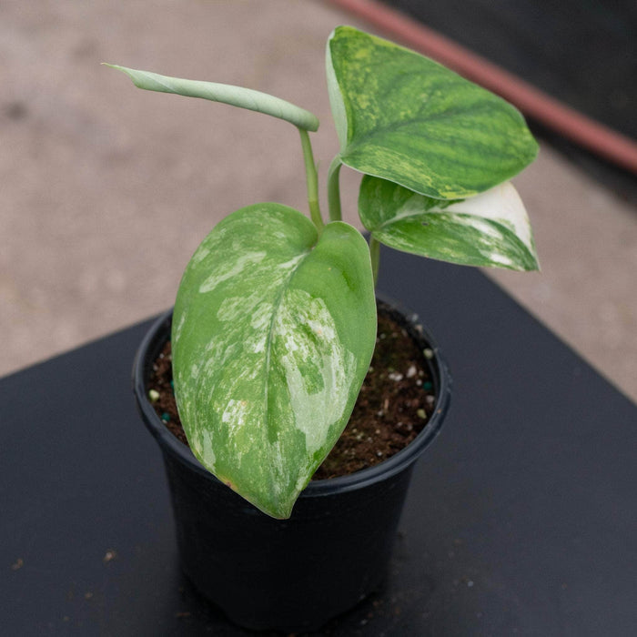 Gabriella Plants Scindapsus 4" Scindapsus pictus variegated 'Jade Satin'