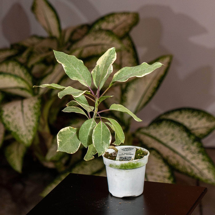 Gabriella Plants Other 4” Solandra maxima 'Variegata'