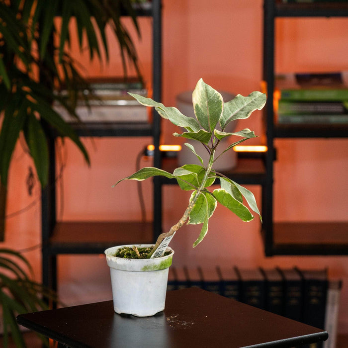 Gabriella Plants Other 4” Solandra maxima 'Variegata'