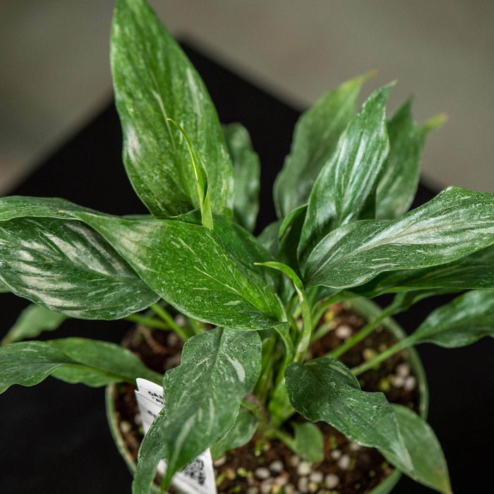 Gabriella Plants Other 4" Spathiphyllum 'Disco'