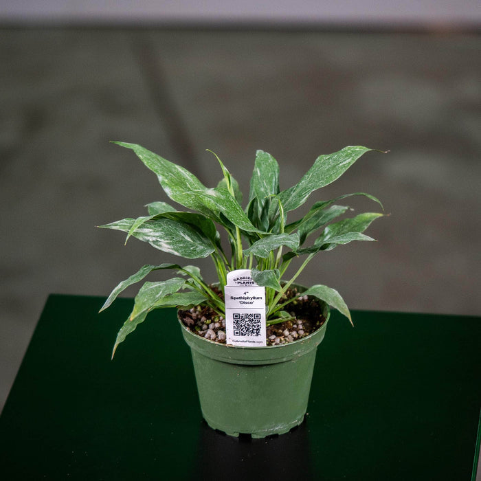 Gabriella Plants Other 4" Spathiphyllum 'Disco'