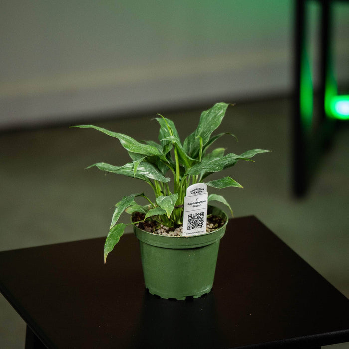 Gabriella Plants Other 4" Spathiphyllum 'Disco'