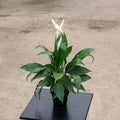 Gabriella Plants Spathiphyllum 4" Spathiphyllum 'Flower Bunch'