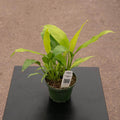 Gabriella Plants Other 4" Spathiphyllum 'Gold'