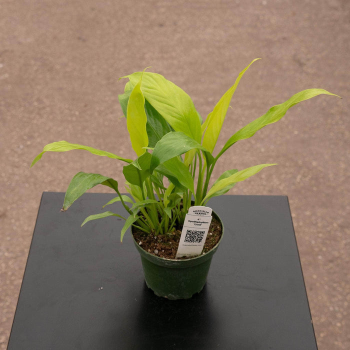 Gabriella Plants Other 4" Spathiphyllum 'Gold'