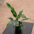 Gabriella Plants Spathiphyllum 4" Spathiphyllum 'Jet Diamond'