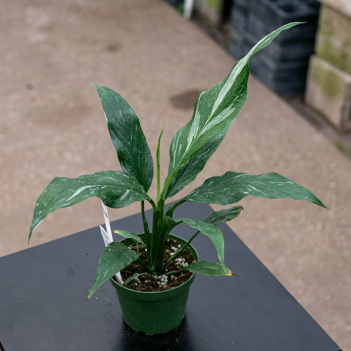 Gabriella Plants Spathiphyllum 4" Spathiphyllum 'Jet Diamond'