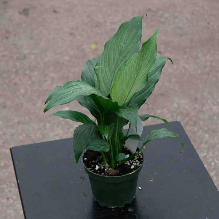 Gabriella Plants Spathiphyllum 4" Spathiphyllum 'Platinum Mist'