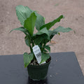 Gabriella Plants Spathiphyllum 4" Spathiphyllum 'Platinum Mist'