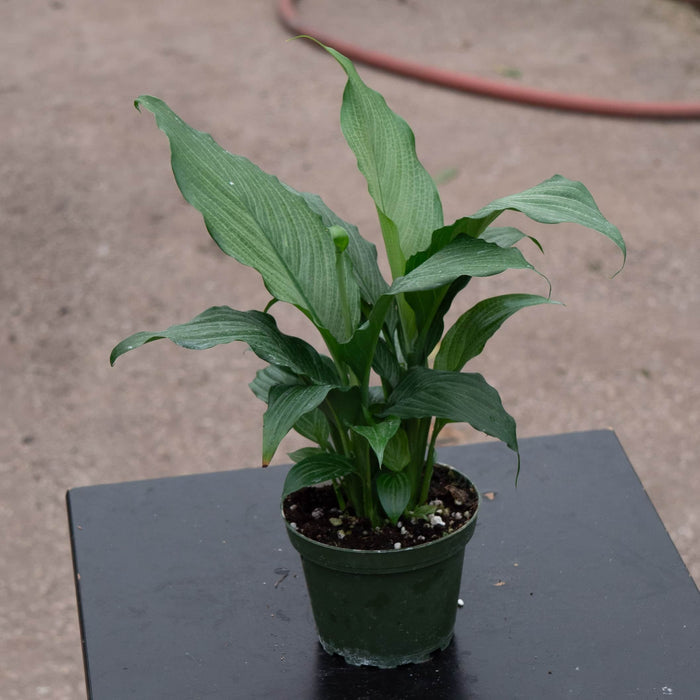 Gabriella Plants Spathiphyllum 4" Spathiphyllum 'Platinum Mist'