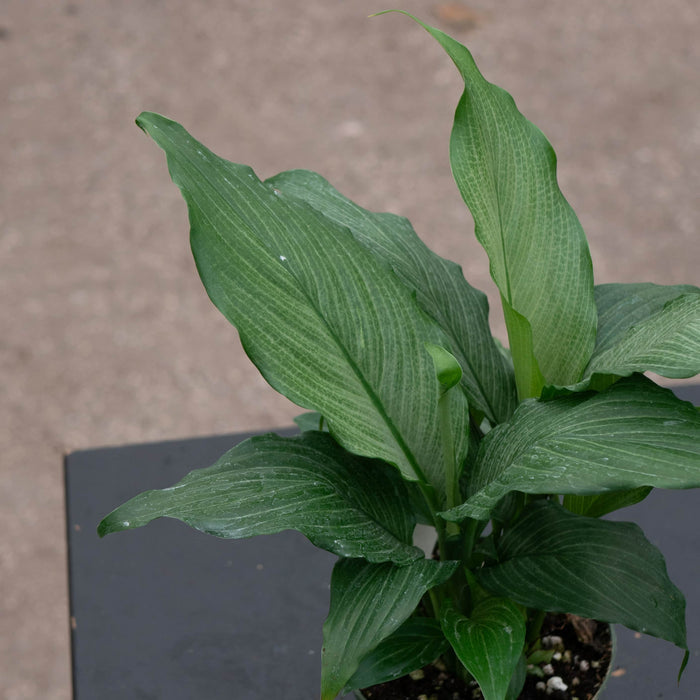 Gabriella Plants Spathiphyllum 4" Spathiphyllum 'Platinum Mist'