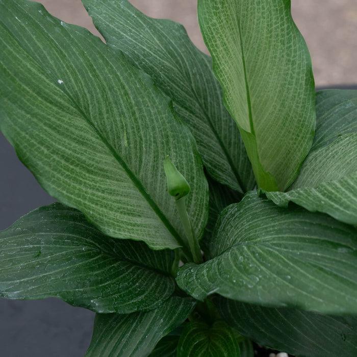 Gabriella Plants Spathiphyllum 4" Spathiphyllum 'Platinum Mist'