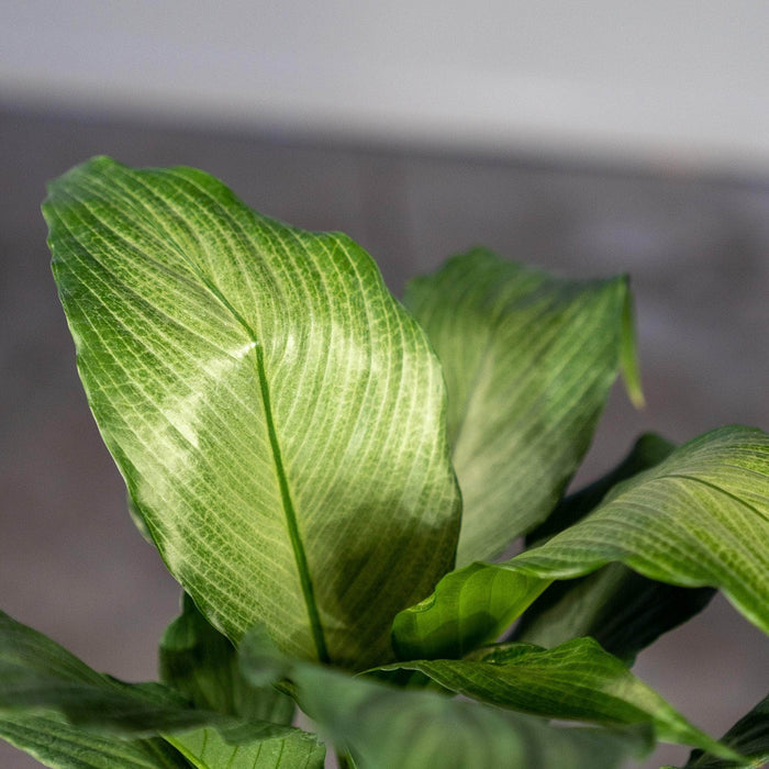 Gabriella Plants Spathiphyllum 4" Spathiphyllum 'Platinum Mist'