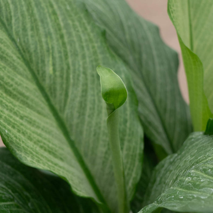 Gabriella Plants Spathiphyllum 4" Spathiphyllum 'Platinum Mist'