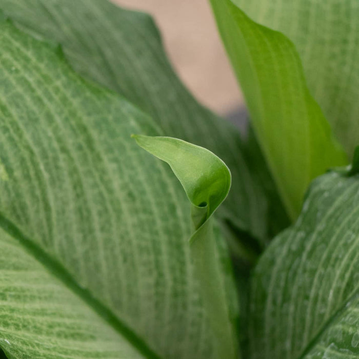 Gabriella Plants Spathiphyllum 4" Spathiphyllum 'Platinum Mist'