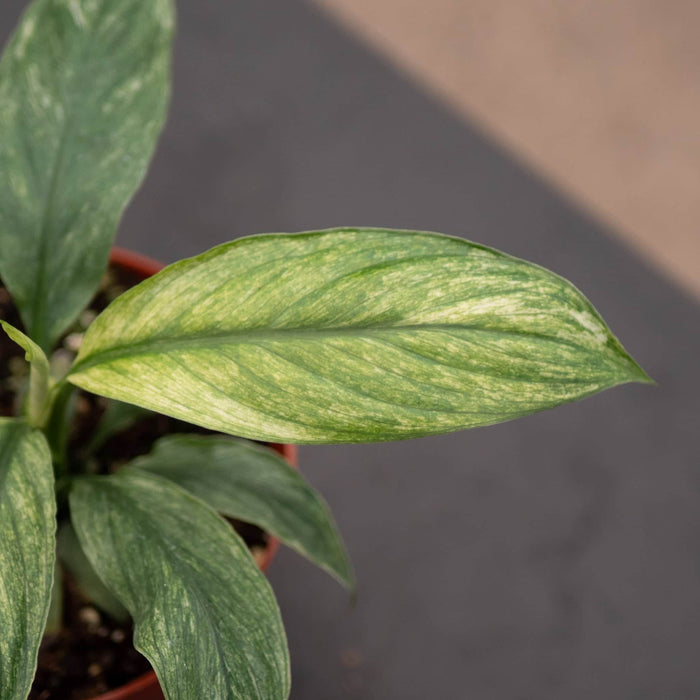 Gabriella Plants Spathiphyllum 4" Spathiphyllum 'Sensation Mint'