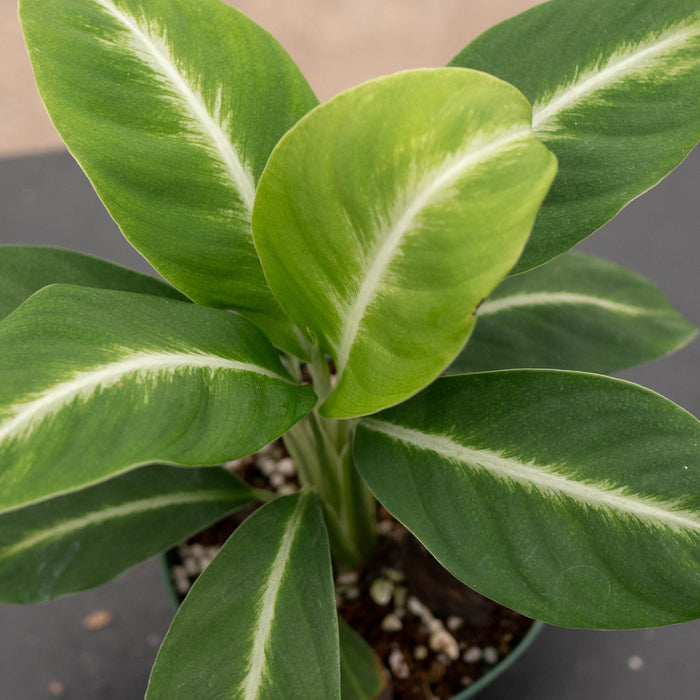 Gabriella Plants Spathiphyllum 4" Spathiphyllum 'Silver Streak'