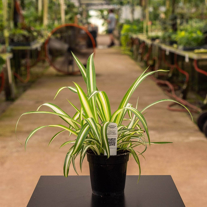 Gabriella Plants Other Regular Variegated 'Vittatum' / 4" Spider Plant Chlorophytum comosum