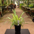 Gabriella Plants Other Regular Variegated 'Vittatum' / 4" Spider Plant Chlorophytum comosum