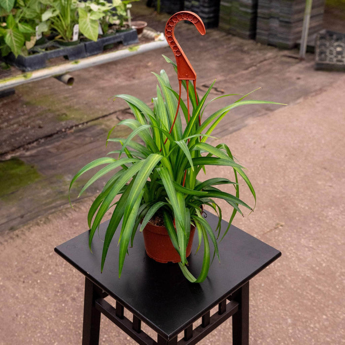 'Hawaiian' Hanging Basket / 5"