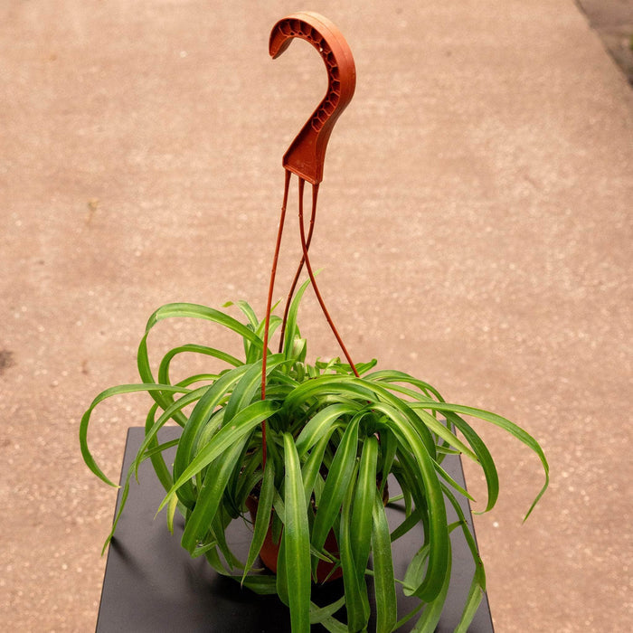 'Steve' Hanging Basket / 5"
