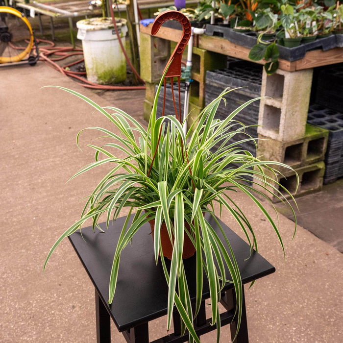 Reverse Variegated  'Variegatum' Hanging Basket / 5"