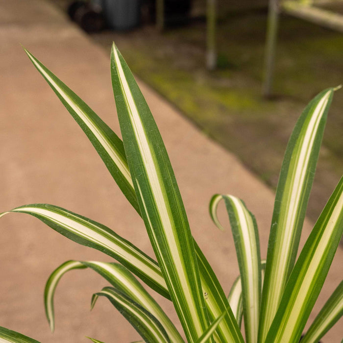 Gabriella Plants Other Spider Plant Chlorophytum comosum
